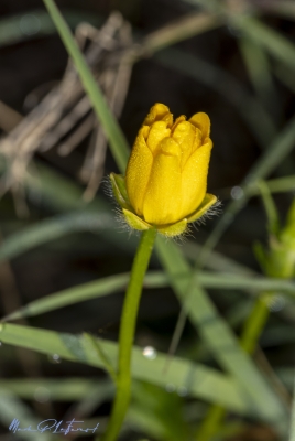 Texas Buttercup April 2025
